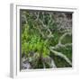 Old Tree in Wharariki, Tasman, South Island, New Zealand-Rainer Mirau-Framed Photographic Print