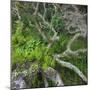 Old Tree in Wharariki, Tasman, South Island, New Zealand-Rainer Mirau-Mounted Photographic Print