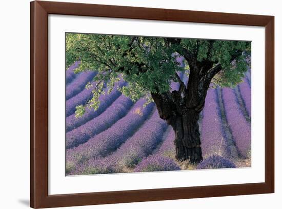 Old Tree Provence Lavender-null-Framed Premium Giclee Print