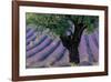 Old Tree Provence Lavender-null-Framed Premium Giclee Print