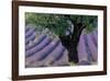 Old Tree Provence Lavender-null-Framed Premium Giclee Print