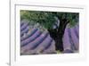 Old Tree Provence Lavender-null-Framed Premium Giclee Print