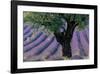 Old Tree Provence Lavender-null-Framed Premium Giclee Print