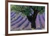 Old Tree Provence Lavender-null-Framed Premium Giclee Print