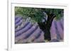 Old Tree Provence Lavender-null-Framed Premium Giclee Print