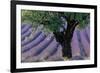 Old Tree Provence Lavender-null-Framed Premium Giclee Print