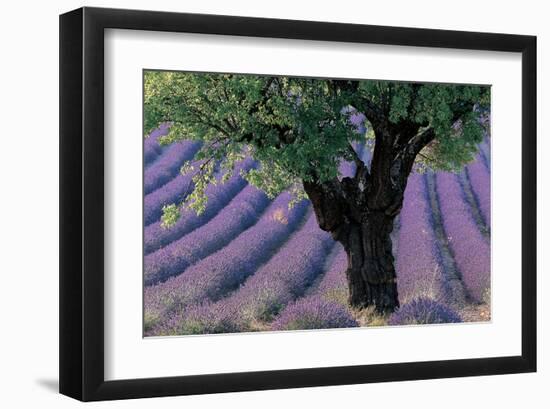 Old Tree Provence Lavender-null-Framed Art Print