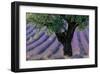 Old Tree Provence Lavender-null-Framed Art Print