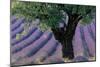 Old Tree Provence Lavender-null-Mounted Art Print