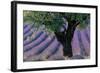 Old Tree Provence Lavender-null-Framed Art Print