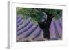 Old Tree Provence Lavender-null-Framed Art Print