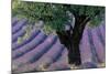Old Tree Provence Lavender-null-Mounted Art Print