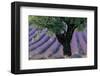 Old Tree Provence Lavender-null-Framed Art Print