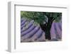 Old Tree Provence Lavender-null-Framed Art Print