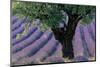 Old Tree Provence Lavender-null-Mounted Art Print