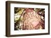 Old Tree with a Heart Shaped Note. Instagram Effect-soupstock-Framed Photographic Print