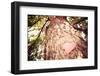 Old Tree with a Heart Shaped Note. Instagram Effect-soupstock-Framed Photographic Print