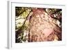 Old Tree with a Heart Shaped Note. Instagram Effect-soupstock-Framed Photographic Print