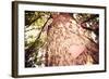 Old Tree with a Heart Shaped Note. Instagram Effect-soupstock-Framed Photographic Print