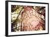 Old Tree with a Heart Shaped Note. Instagram Effect-soupstock-Framed Photographic Print