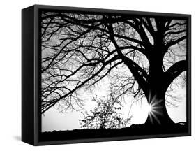 Old Tree-PhotoINC-Framed Stretched Canvas