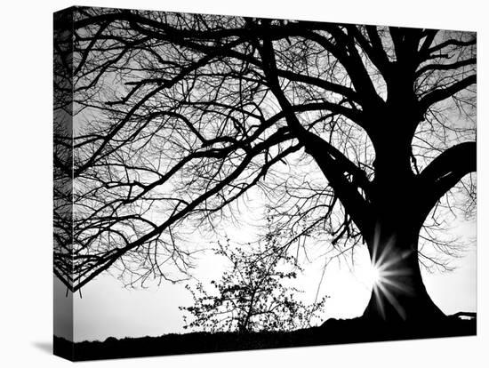 Old Tree-PhotoINC-Stretched Canvas