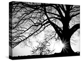 Old Tree-PhotoINC-Stretched Canvas