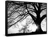 Old Tree-PhotoINC-Framed Stretched Canvas