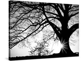 Old Tree-PhotoINC-Stretched Canvas