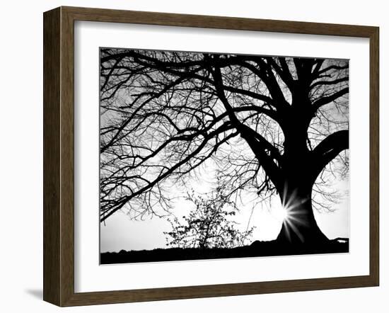 Old Tree-PhotoINC-Framed Photographic Print