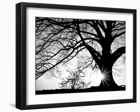 Old Tree-PhotoINC-Framed Photographic Print