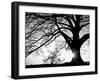 Old Tree-PhotoINC-Framed Photographic Print