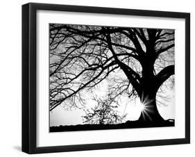 Old Tree-PhotoINC-Framed Photographic Print