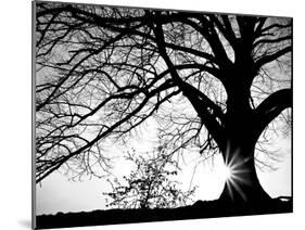 Old Tree-PhotoINC-Mounted Photographic Print
