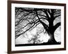 Old Tree-PhotoINC-Framed Photographic Print