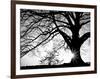 Old Tree-PhotoINC-Framed Photographic Print