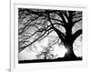 Old Tree-PhotoINC-Framed Photographic Print