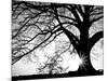 Old Tree-PhotoINC-Mounted Photographic Print