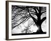 Old Tree-PhotoINC-Framed Photographic Print