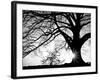 Old Tree-PhotoINC-Framed Photographic Print