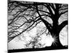 Old Tree-PhotoINC-Mounted Photographic Print