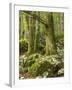 Old trees in the Sunik water grove, Lepenatal, Triglav national park, Julian Alps, Slovenia-Michael Jaeschke-Framed Photographic Print