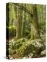 Old trees in the Sunik water grove, Lepenatal, Triglav national park, Julian Alps, Slovenia-Michael Jaeschke-Stretched Canvas