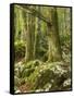 Old trees in the Sunik water grove, Lepenatal, Triglav national park, Julian Alps, Slovenia-Michael Jaeschke-Framed Stretched Canvas