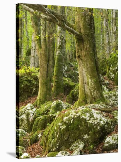 Old trees in the Sunik water grove, Lepenatal, Triglav national park, Julian Alps, Slovenia-Michael Jaeschke-Stretched Canvas