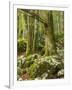 Old trees in the Sunik water grove, Lepenatal, Triglav national park, Julian Alps, Slovenia-Michael Jaeschke-Framed Photographic Print