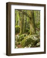 Old trees in the Sunik water grove, Lepenatal, Triglav national park, Julian Alps, Slovenia-Michael Jaeschke-Framed Photographic Print