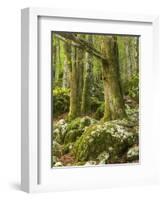 Old trees in the Sunik water grove, Lepenatal, Triglav national park, Julian Alps, Slovenia-Michael Jaeschke-Framed Photographic Print