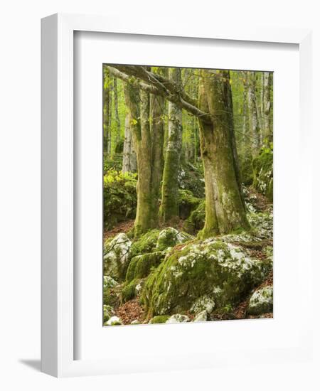 Old trees in the Sunik water grove, Lepenatal, Triglav national park, Julian Alps, Slovenia-Michael Jaeschke-Framed Photographic Print