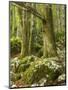 Old trees in the Sunik water grove, Lepenatal, Triglav national park, Julian Alps, Slovenia-Michael Jaeschke-Mounted Photographic Print